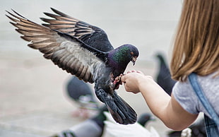 selective focus photography of Rock Pigeon perching on girl hand